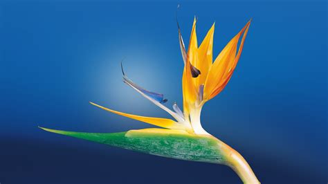 Bird Of Paradise Flower Wallpapers Hd Wallpapers Id 16599