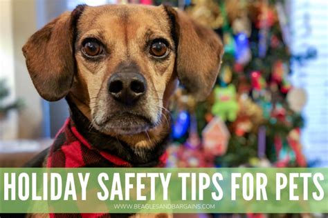 Due to its very sensitive features, a christmas cactus requires this answers the question on whether or not the christmas cactus is poisonous. Holiday Safety Tips for Pets | Foods to Avoid | Holiday ...