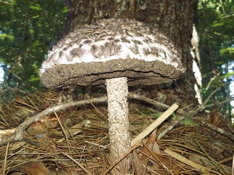 It's a pretty easy mushroom to spot for beginners. Survivaltek | Edible "Old Man Of The Woods" Mushroom