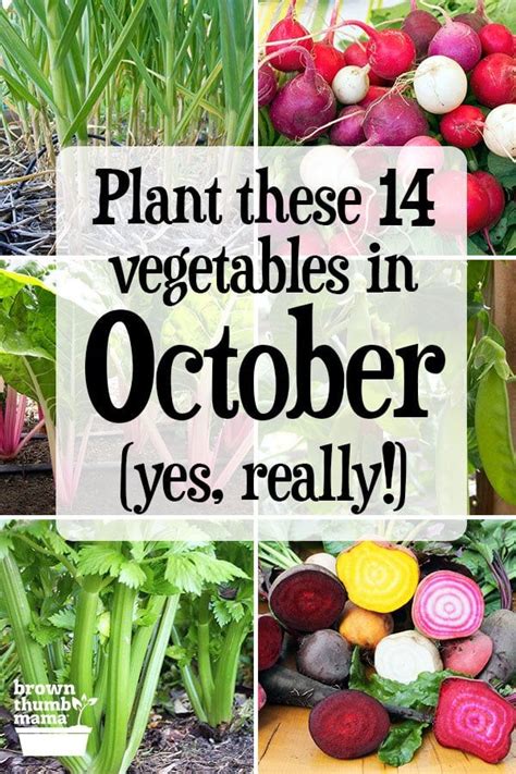 14 Vegetables To Plant In October Zone 9 Winter Vegetables