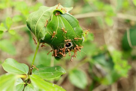 Want to learn how to get rid of ants in your kitchen, t=yard, and home? How to Get Rid of Queen Ant - Ants.com