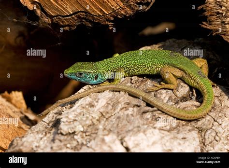European Green Lizard Lacerta Viridis Male Stock Photo Alamy