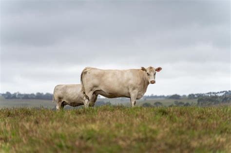 Premium Photo Cow Face Close Up Looking At Camera White Murray Grey Cow