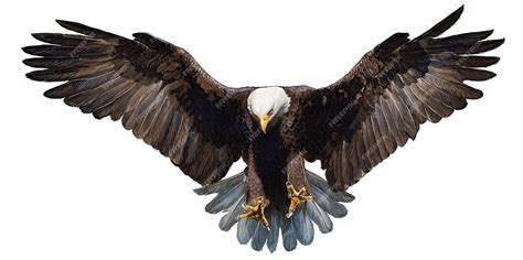 Premium Vector Bald Eagle Landing Hand Draw And Paint On White