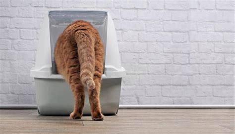 Our 7 Favorite Self Cleaning Litter Boxes For Your Stinky Kitty