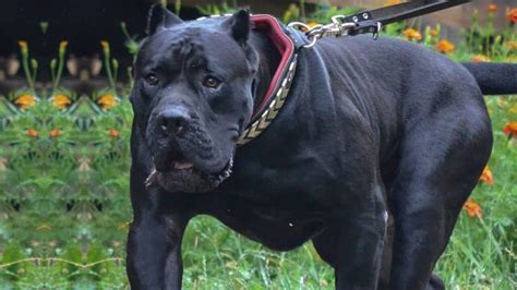 En kiwoko disponemos de la mejor selección de juguetes para perros grandes y pequeños. Perro Presa Canario ⋆ Historia, fotos y más - 【2020】