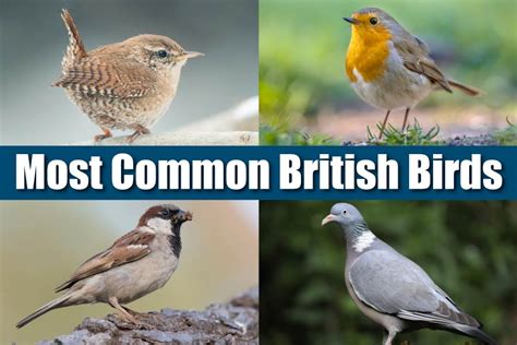 What Are The Most Common British Birds List Pictures Info And Id Tips