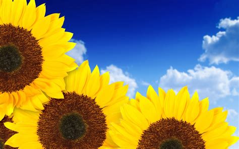 Pure Yellow Sunflowers Wallpapers Hd Wallpapers Id 9878