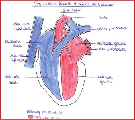 Anatomie Du Coeur Circulation Sanguine Get Images