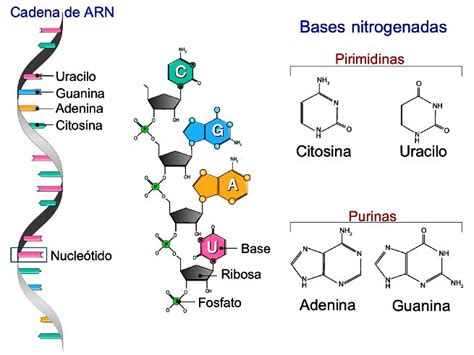 Arn ácido Ribonucleico Qué Es Significado Para Qué Sirve Y Función