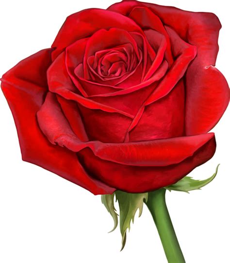 Red Rose Illustration Vector 06 Free Download