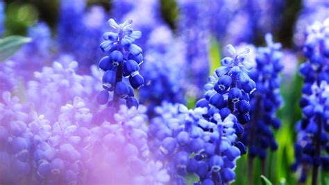 Nature Flowers Blue Macro Closeup Wallpapers HD Desktop And