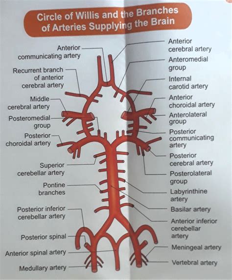 Circle Of Willis Internal Carotid Artery Vertebral Artery Nursing