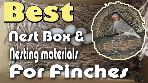 Zebra Finches Nesting Materials