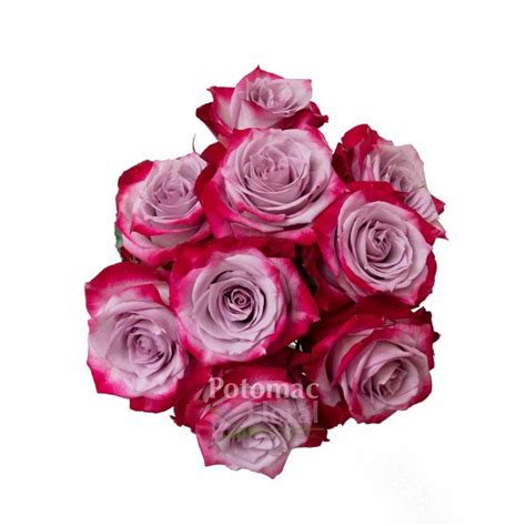 Rose Deep Purple Dark Lavender Bi Color 50 Cm Potomac Floral
