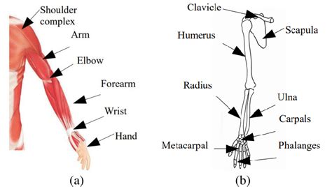 Anatomy Of The Human Upper Limb A Upper Limb Segments And B Images