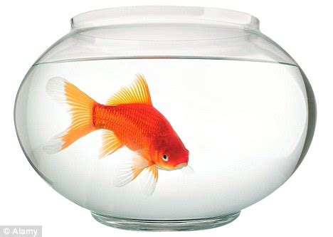 Alibaba.com offers 73 fish pet names products. Man 'swallowed tropical fish in pet shop to impress his ...