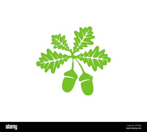 Oak Oak Branch With Leaves And Acorns Silhouette And Graphic Design