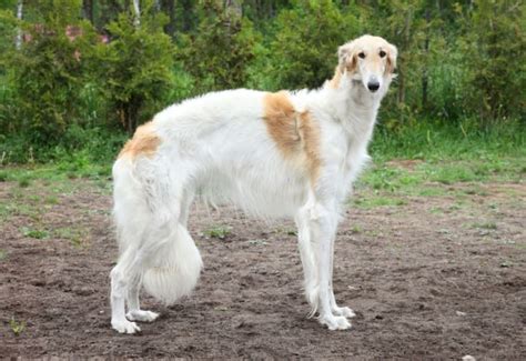 10 Elegant Facts About The Borzoi Dog Breeds Grey Hound Dog Borzoi Dog