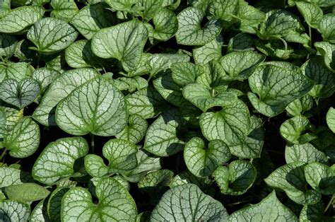 Brunnera Jack Frost 2 Quality Greenhouses And Perennial Farm Inc
