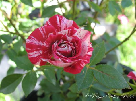 Pinstripe Rogue Valley Roses