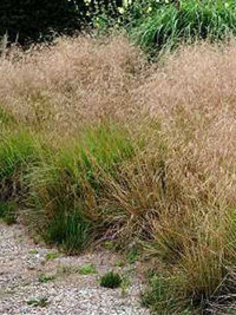 Deschampsia cespitosa семейство злаки (poaceae). Deschampsia cespitosa 'Goldschleier' / Wald-Schmiede ...