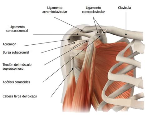 AnatomÍa Relacionada Con El Hombro Dolopedia