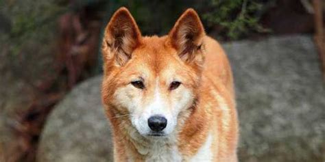 Here Are Nine Pariah Dog Breeds And Their Amazing Stories Canaan Dog