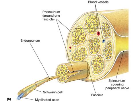 Classification Of Peripheral Nerve Injury Physiopedia