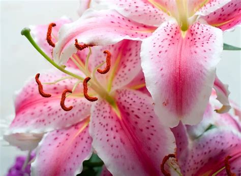 Pink Lilies Stock Images Page Everypixel