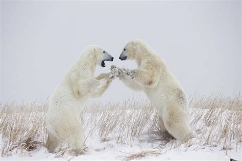 Polar Bears Play Fighting Along The Photograph By Robert Postma Fine