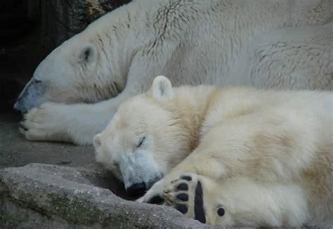 20 Amazing Polar Bear Facts Our Planet