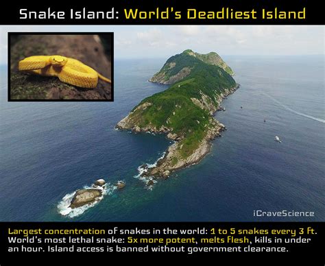 Snake Island Worlds Deadliest Island Icravescience