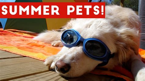 Funniest Summer Pets Of 2017 Compilation Funny Pet Videos Youtube