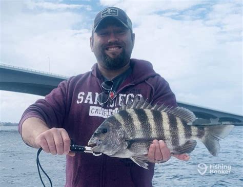 Best Times And Seasons To Catch Sheepshead In Florida Freshwater