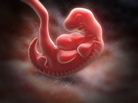 Royalty Free Human Embryo Pictures Images And Stock Photos Istock