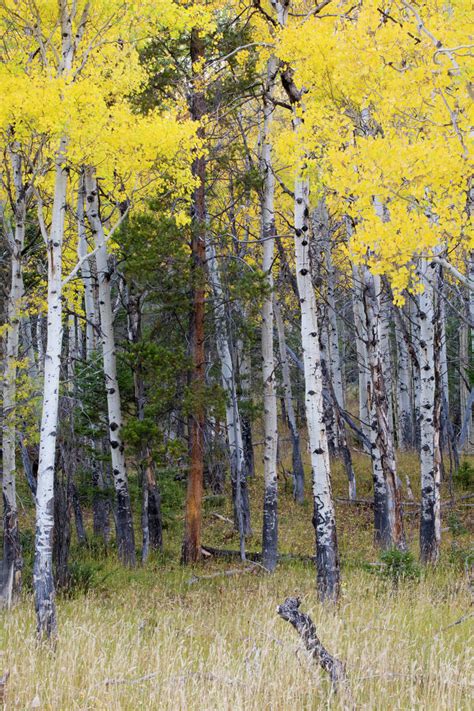 Wy Yellowstone National Park Aspen Trees Stock Photo Dissolve