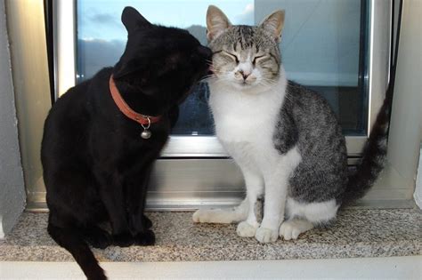 Why Do Cats Lick Each Other Reasons For This Behavior Excitedcats