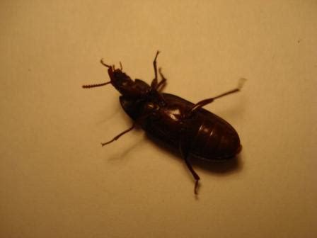 Sie fressen schädlinge oder bestäuben die pflanzen. Hausfund - Identify a bug - ACTIAS