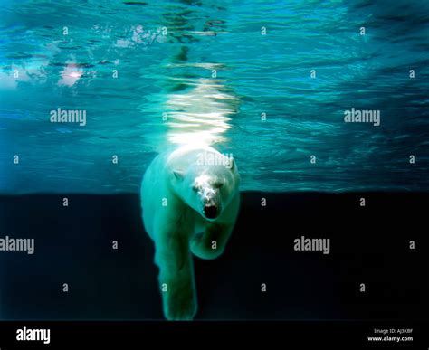 Polar Bear Swimming Underwater Stock Photo Alamy