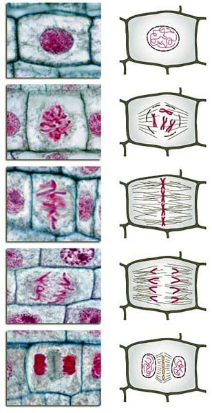 What aspects of mitosis are different in plant cells than animal cells, and why? Adriana Dobrin: Lab Report - Mitosis in garlic root tips