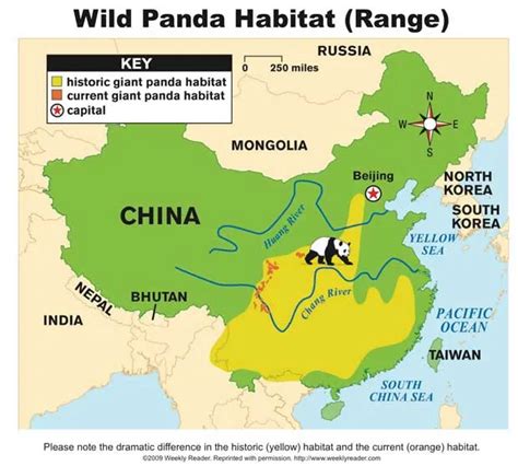 Maps Pandas International