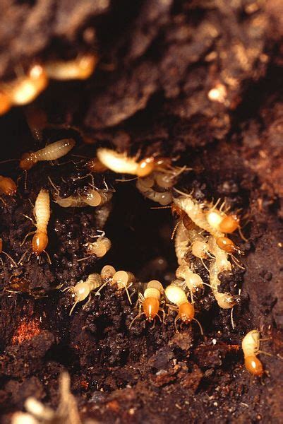 Termites Photo Work Of A United States Department Of Agriculture Pd