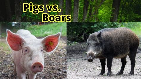 Pigs Vs Boars How To Distinguish Them Youtube