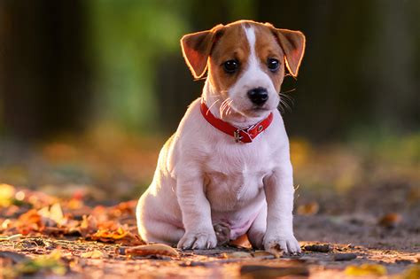 Ivermectina de humano pode dar para cachorro | Noticiar Moz