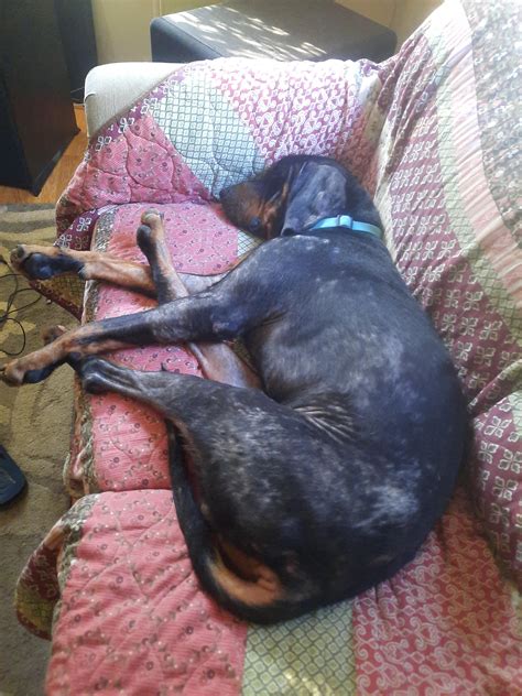 QUESTION - Does your coonhound give licks/kisses? : r/coonhounds