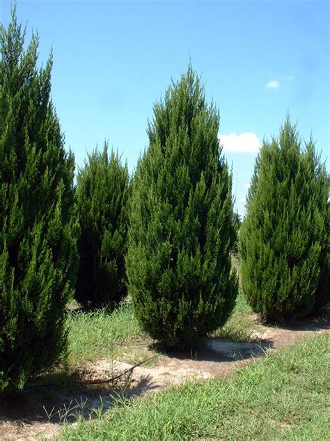 Spartan Juniper Juniperus Chinensis ‘spartan I Need A