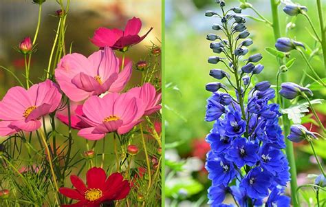 8 Best And Wonderful Planting Combination Ideas For Beautiful Garden