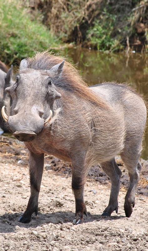 Why A Warthog Has A Funny Face Animals Funny Animals