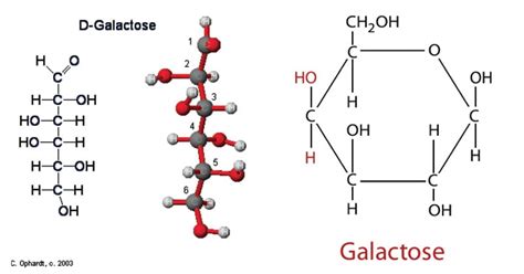 Galactose Metabolism Enzymes Steps Pathways Uses